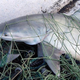 Image for article titled Sharks Can Sense Electricity, and That Might Save Them from Extinction